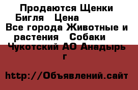 Продаются Щенки Бигля › Цена ­ 35 000 - Все города Животные и растения » Собаки   . Чукотский АО,Анадырь г.